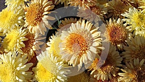 Yellow flower close up daisy background