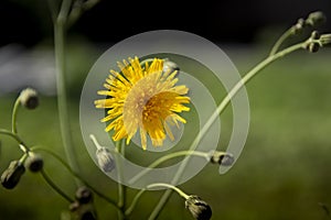 Yellow flower close-up, green landscape