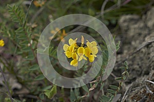 Yellow flower close up of Hippocrepis comosa