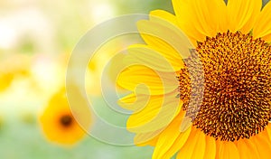 Yellow flower, Close up Sunflower in the garden, abundance field with blur background