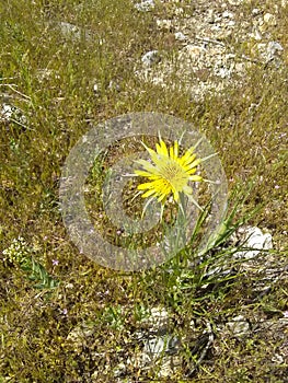 Yellow flower close up yellow grass