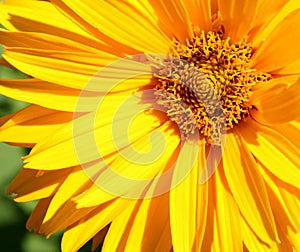 Yellow Flower Closeup