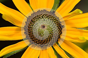 Yellow flower closeup