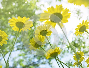 Yellow Flower closeup in garden with sky