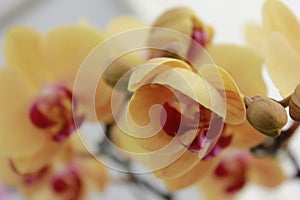 Yellow and pink flower closeup isolated