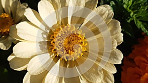 Yellow flower closeup