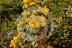 Yellow flower cluster of an oregon grape