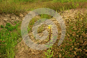 Yellow flower on the coast of Maluksa