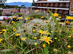 Yellow flower in cold place