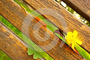 yellow flower, colourful leaves and wooden bars green background