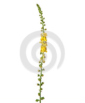 Yellow flower of Common agrimony isolated on white, Agrimonia eupatoria