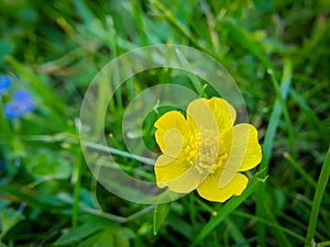 Yellow flower, common tall buttercup, Ranunculus acris on green background