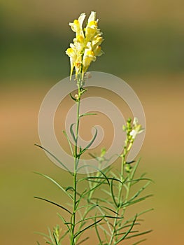 Yellow flower of common toadflax, Linaria vulgaris