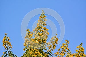 Yellow flower in contrast with blue sky