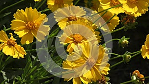 Yellow flower coreopsis Latin. Coreopsis