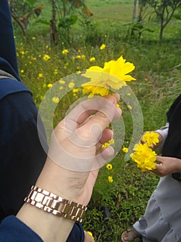 yellow flower cosmos sulphureus