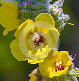 Yellow flower. Cotton trunk. Specie of Great Mullein. From UC Berkeley botanical garden