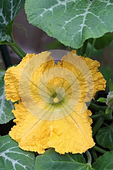 Yellow flower on courgette plant, cucurbita pepo