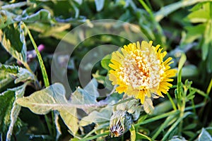 Yellow flower covered with snow