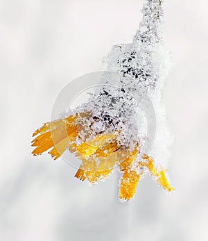 Yellow flower covered with snow