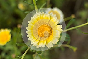 Yellow flower of crown daisy chrysanthemum