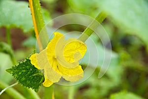 Yellow flower of a cucumber