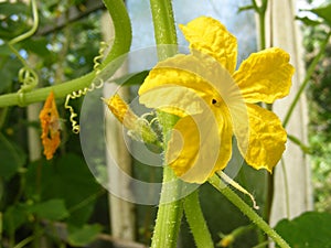Yellow flower of cucumber with tendrils