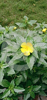 Yellow Flower Curry in all its Glory