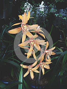 Yellow flower cymbidium tracyanum or boat orchid or Tracy`s cymbidium or o`brien orchid is a species of orchid, very beautiful sho