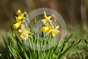 Yellow flower of a daffodil (Narcissus) in spring