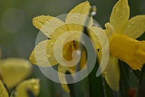 Yellow flower of a Daffodil (Narcissus) in spring