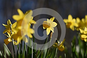 Yellow flower of a Daffodil (Narcissus) in spring