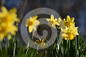 Yellow flower of a Daffodil (Narcissus) in spring