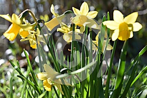 Yellow flower of a Daffodil (Narcissus) in spring