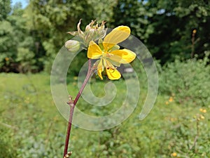 Yellow flower in single open field photo