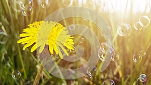 Yellow flower, dandelion, and dreen grass in sunlight. Soap bubbles floating in the air. Blurred natural abstract background