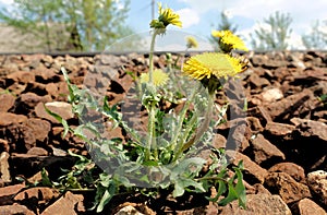 Yellow flower of a dandelion plant Taraxacum officinale aka ordinary dandelion grows between stone cobbles. The pursuit of life