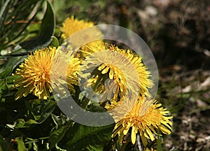 Yellow Flower Dandelions close-up sunlite