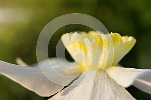 Yellow flower daylily. Macro photo. The concept of summer flowering, growing flowers, gardening.