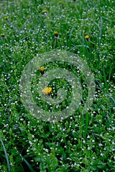Yellow flower in dense green grass. Opened medicinal dandelion in a wet meadow.