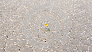 Yellow flower in the desert, Racetrack playa