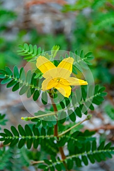 The yellow flower of devil\'s thorn plant (Tribulus terrestris