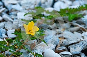 The yellow flower of devil\'s thorn plant (Tribulus terrestris