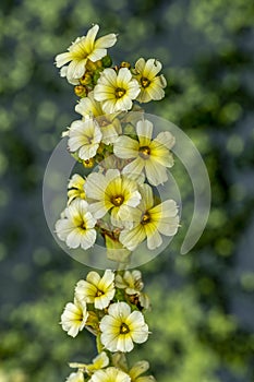 Yellow flower on diffused background