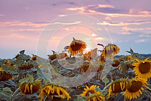 Yellow flower discs in sunflower field against cloudy sunset sky, summer late evening sun after thunderstorm