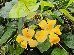 Yellow flower of Dolichandra unguis-cati photo