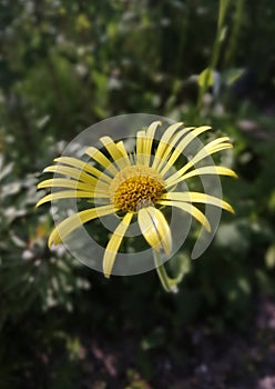 Yellow flower doronicum in the garden at the dacha