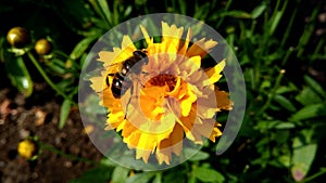 Yellow Flower with a Drone