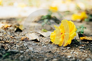 Yellow flower