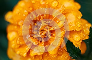 The yellow flower is covered with drops of morning dew